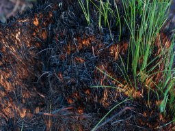 IMGP4934_Der er liv i mellem det afbraendte graes